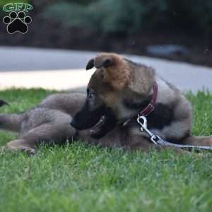 Kira, German Shepherd Puppy